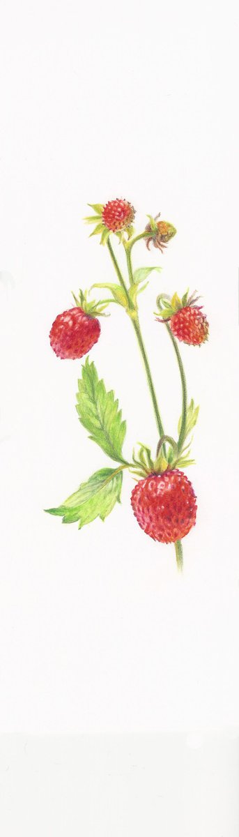 My Wild Berries as Bookmarks - The Wild Strawberries by Katya Santoro