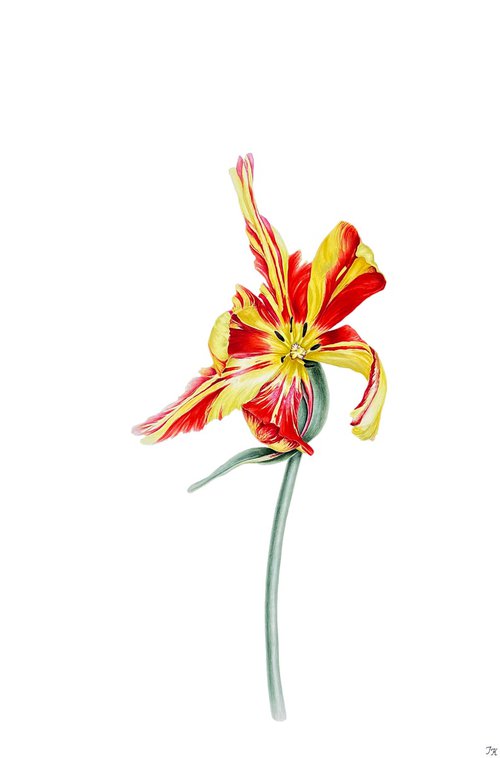 'Light-hearted' tulip by Tetiana Kovalova
