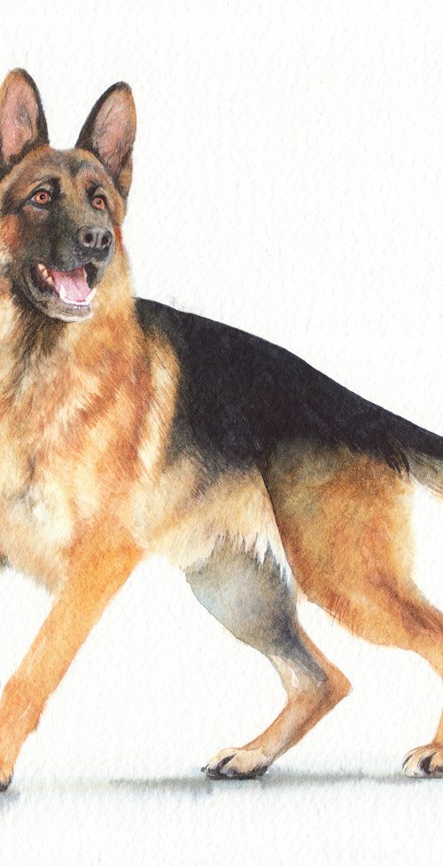 German shepherd II by REME Jr.