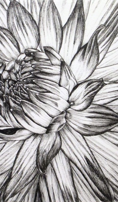 B/W Dahlia Flower 6 by Angela Stanbridge