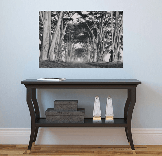 Cypress Tree Tunnel - BW