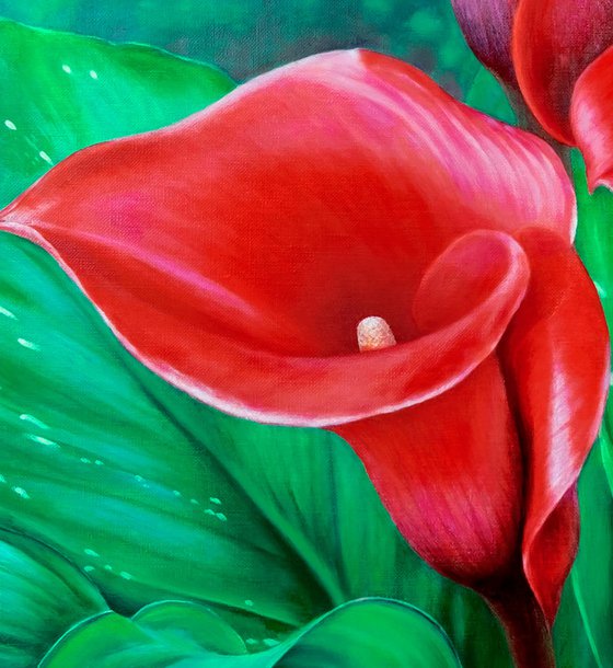 Red calla lilies.