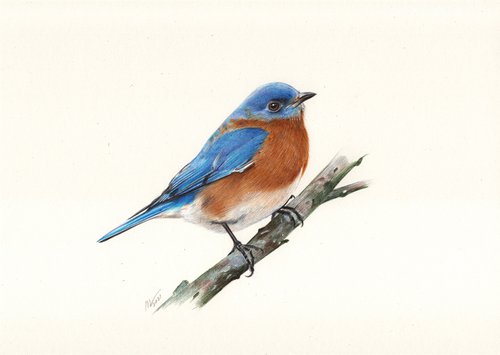Eastern Bluebird by Daria Maier