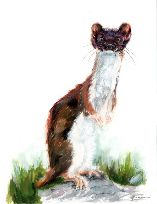 Weasel Painting by Olga Shefranov (Tchefranov)