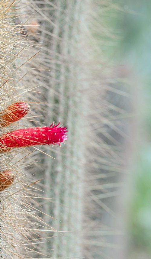 Cactus in the garden by Lidiya Dmitrieva