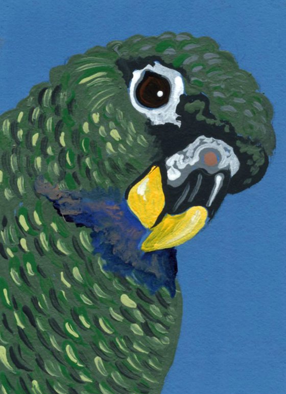 ACEO ATC Original Miniature Painting Pionus  Parrot Pet Bird Art-Carla Smale