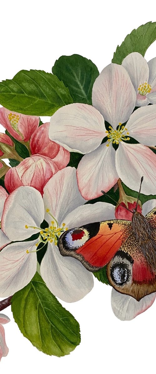 Apple blossom and butterfly by Tina Shyfruk