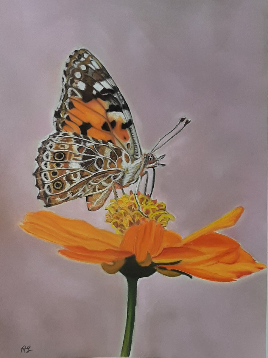 Photorealistic Animal Pastel Drawing By Anne Shaughnessy, 11 X 15, Resting Butterfly, Original Artwork