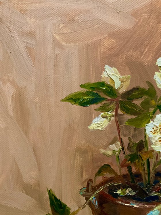 HELLEBORE