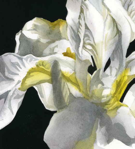 Japanese white iris watercolor