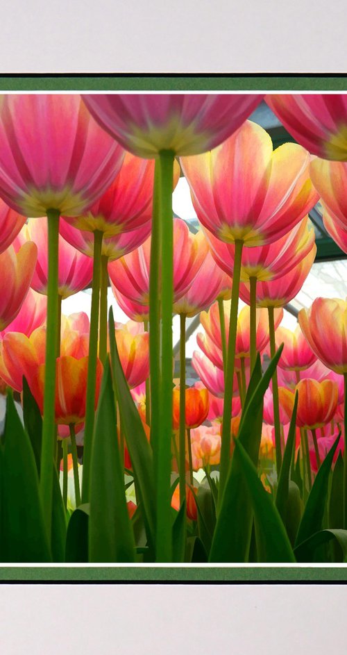 Under the tulips by Robin Clarke