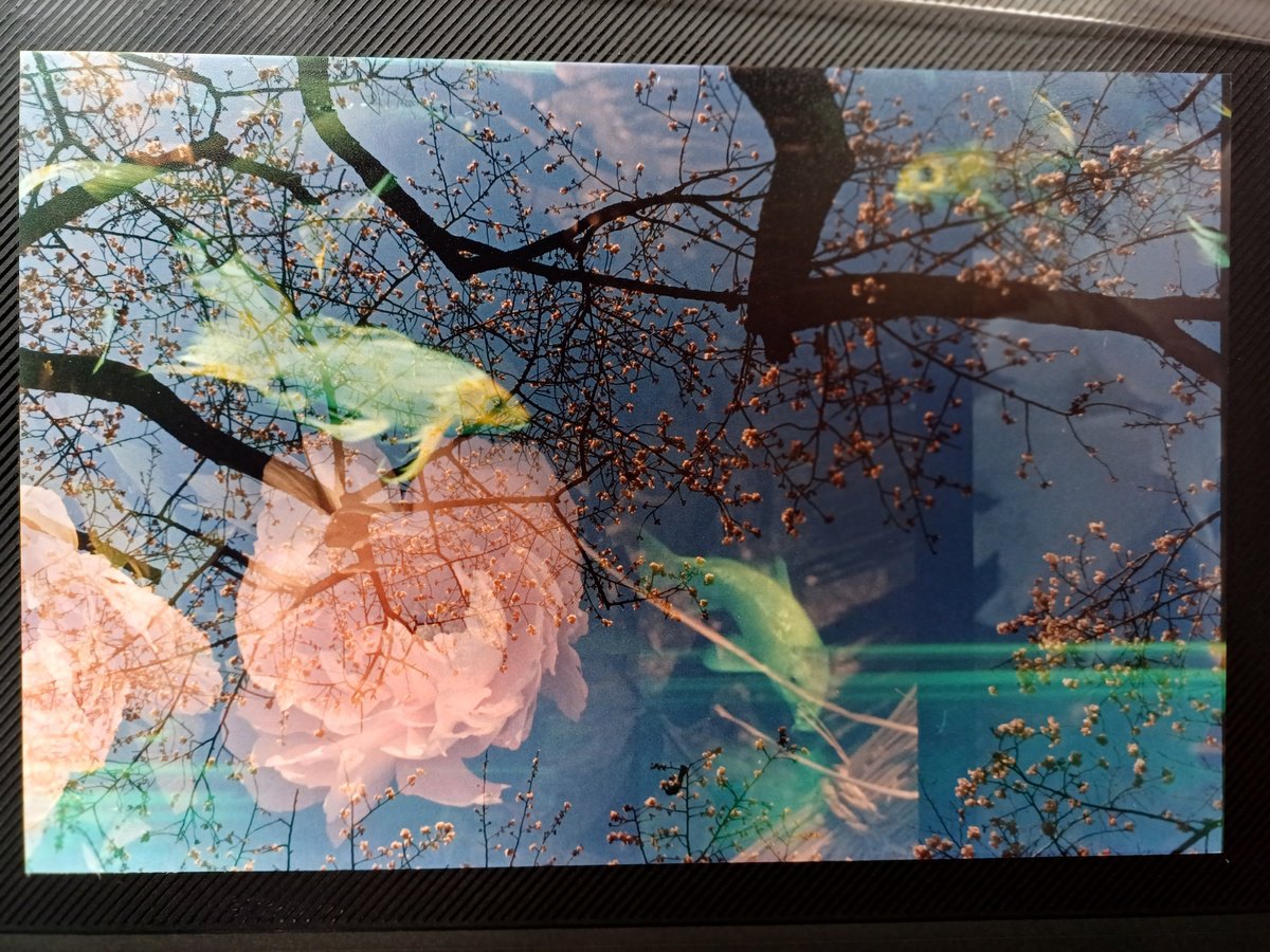 Surrealistic Animal Photograph By Willow Moon, 6 X 9", Jp 2: Underwater Flora, Original Artwork