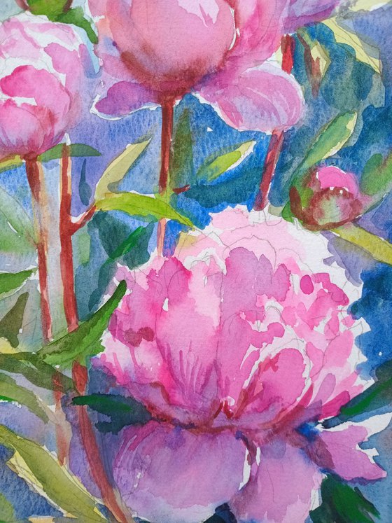 Peonies flowers