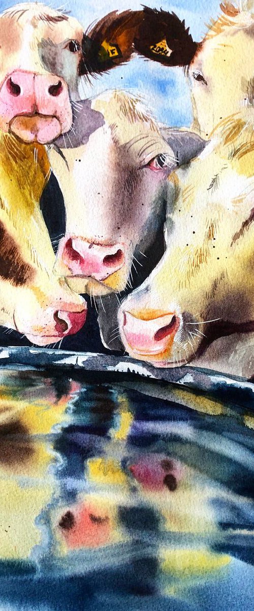 Cows from Savoie by Ksenia Astakhova