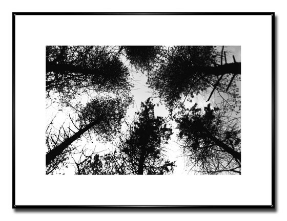 Northern Woods 7 - Unmounted (24x16in)