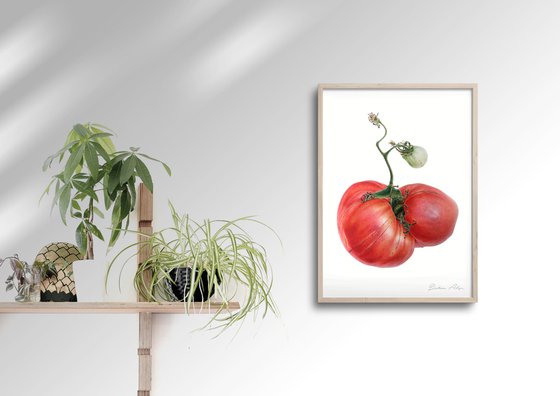 Garden tomato 27x38cm (2020) original botanical art
