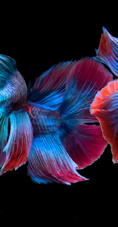 Betta Collage 44 by MICHAEL FILONOW