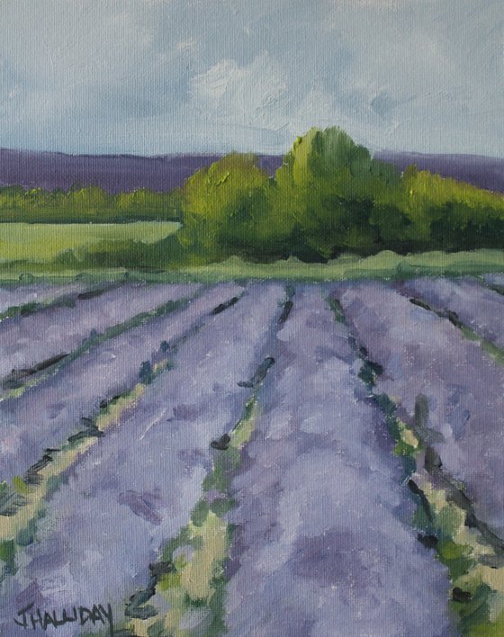 Lavender Field