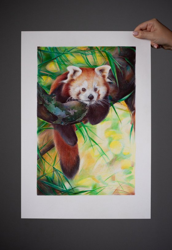 Red Panda