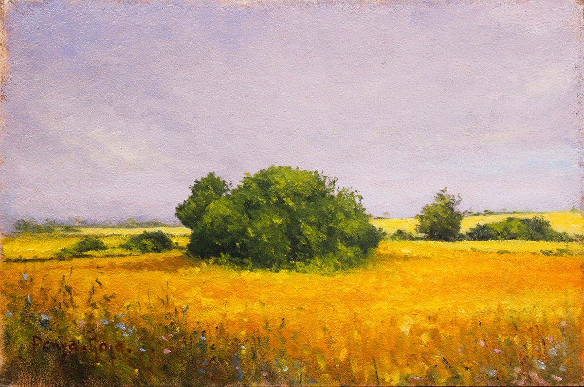 Yellow field by Penya-Roja