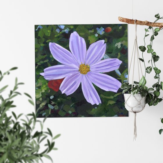 Purple Cosmos Flower