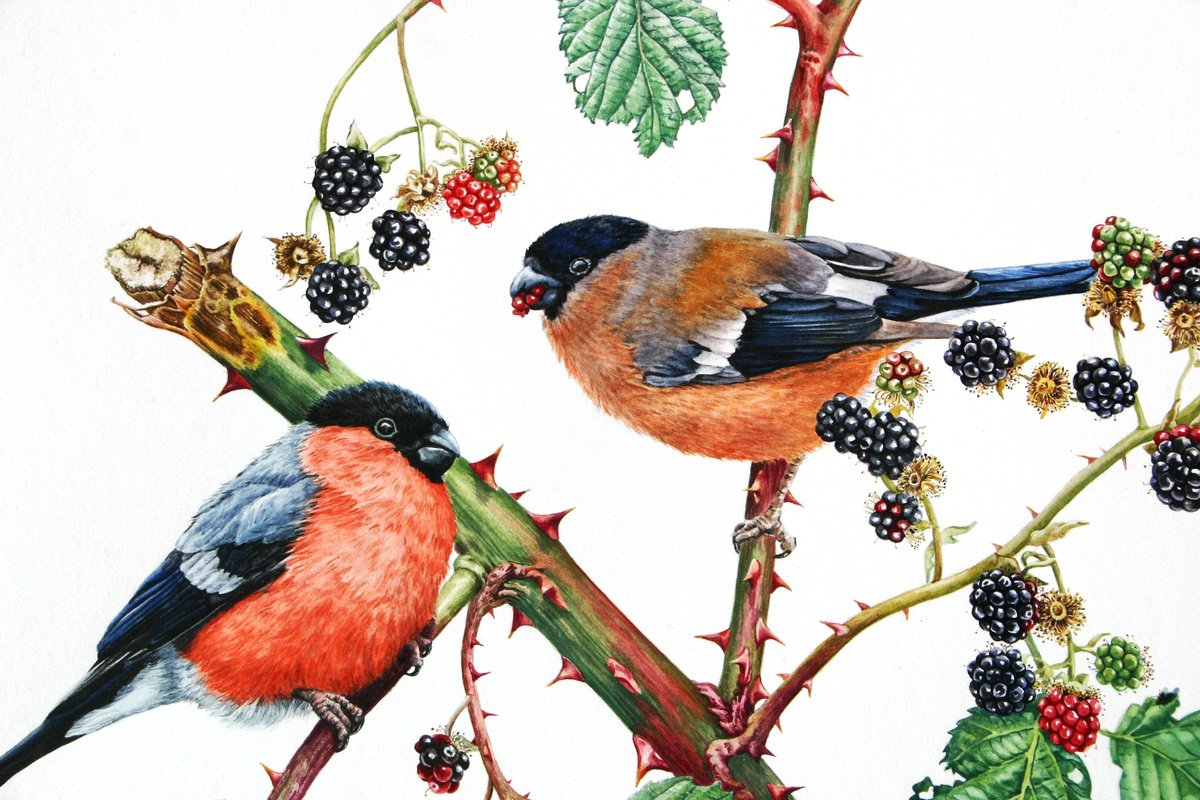 Illustrative Animal Watercolour By Zoe Elizabeth Norman, 16 X 14", Bullfinches And Blackberries, Original Artwork