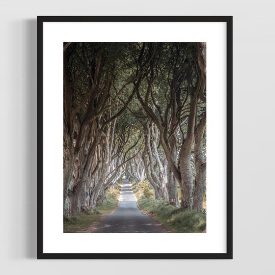 THE  FANTASTIC DARK HEDGES III