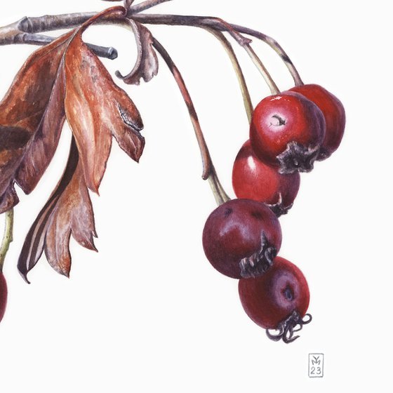 Hawthorn Berries
