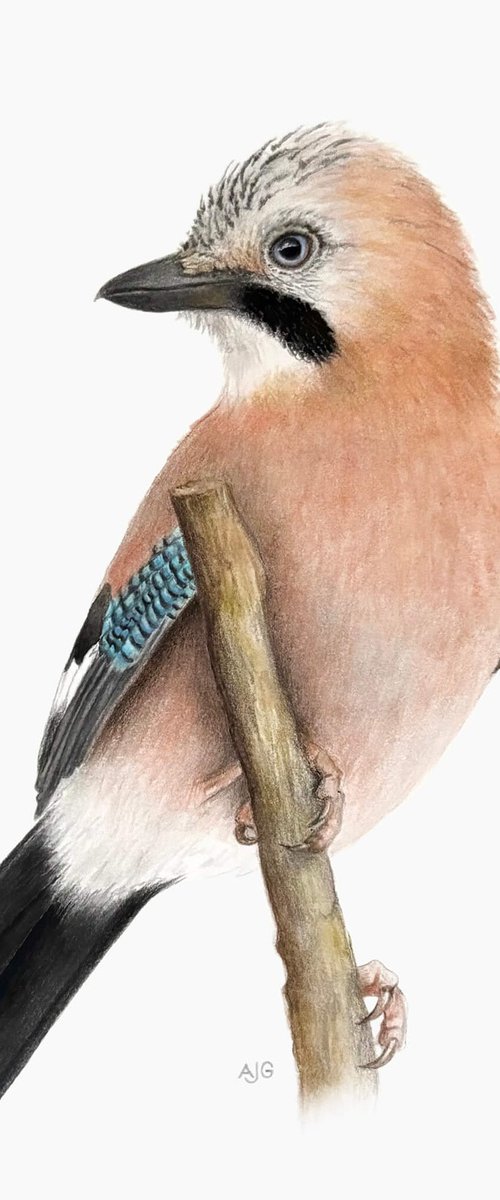 Eurasian Jay by Amanda Gosse