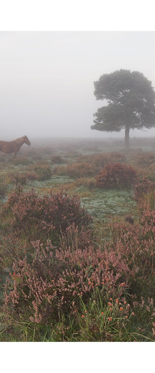 New Forest 2011-IV by David Baker