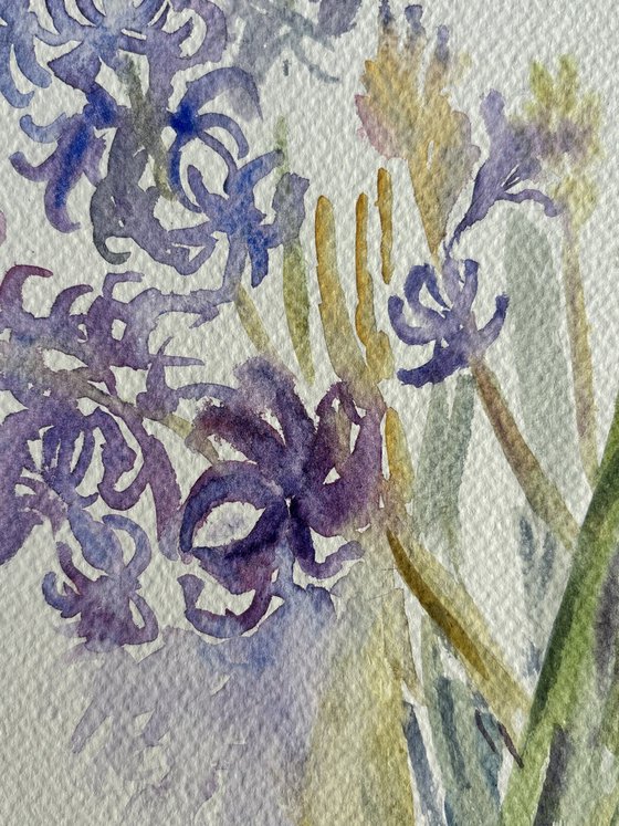 Hyacinths. Spring Awakening.