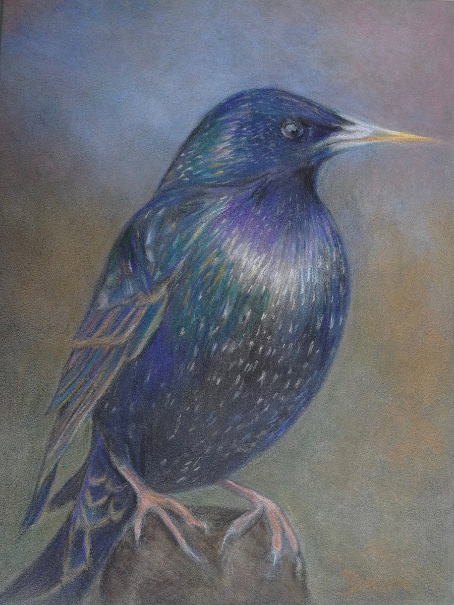 Common Starling by Dawn Rodger by Dawn Rodger
