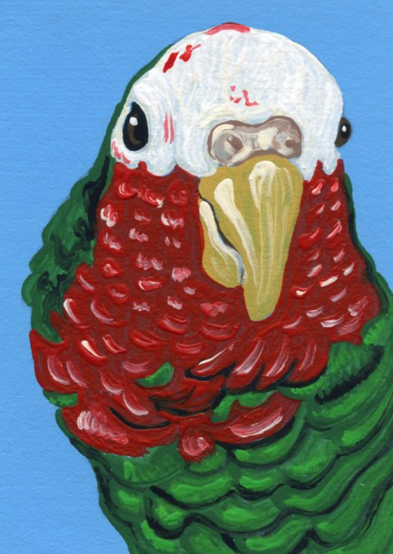 ACEO ATC Original Miniature Painting Cuban Amazon Parrot Pet Bird Art-Carla Smale