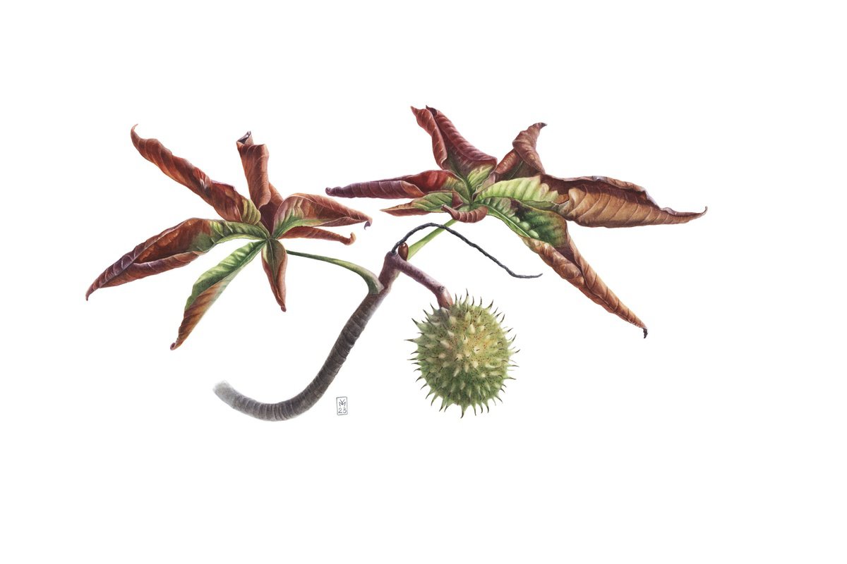 Photorealistic Botanical Watercolour By Yuliia Moiseieva, 22 X 15", Attacking Chestnut Bat, Original Artwork