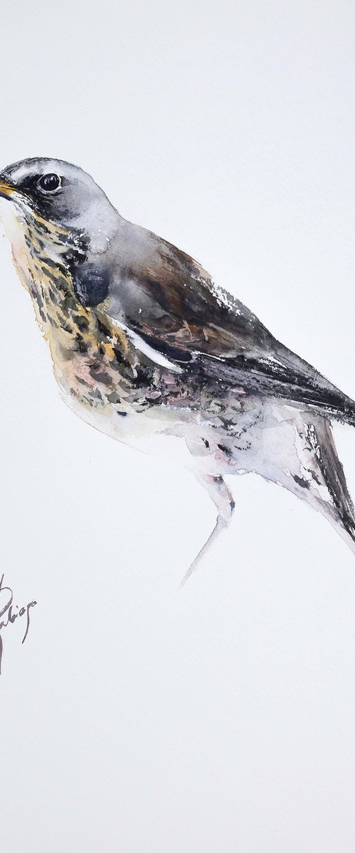 Fieldfare 2 by Andrzej Rabiega