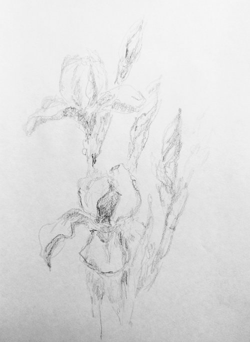 Iris. Original pencil drawing. by Yury Klyan