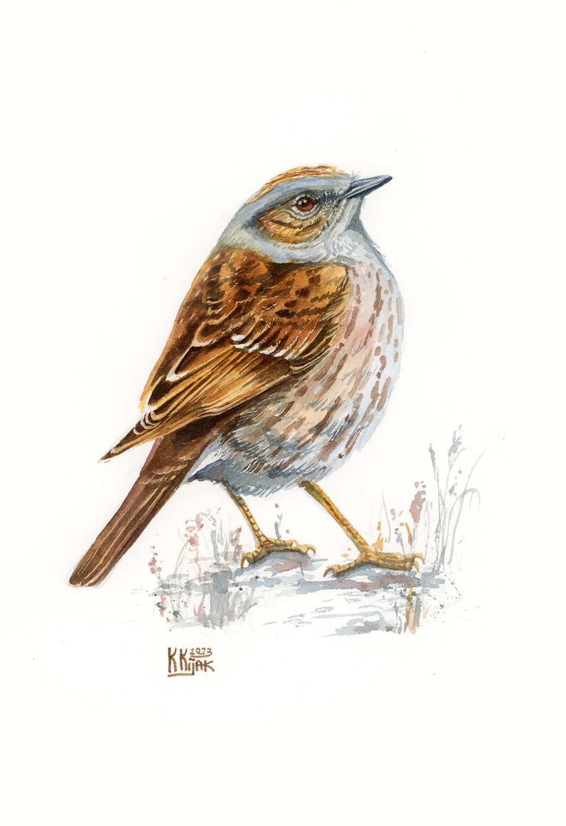 The dunnock bird, watercolor painting by Karolina Kijak