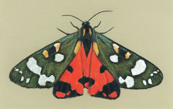 Original pastel drawing "Scarlet tiger moth"