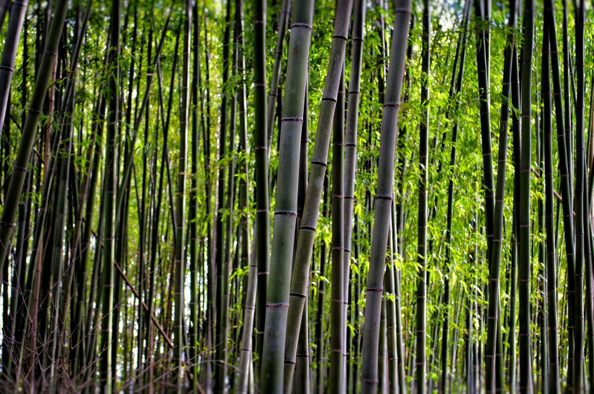 Photorealistic Botanical Photograph By Marc Ehrenbold, 40 X 30", Bamboo Forest, Original Artwork