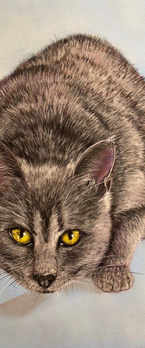 Grey cat by Maxine Taylor