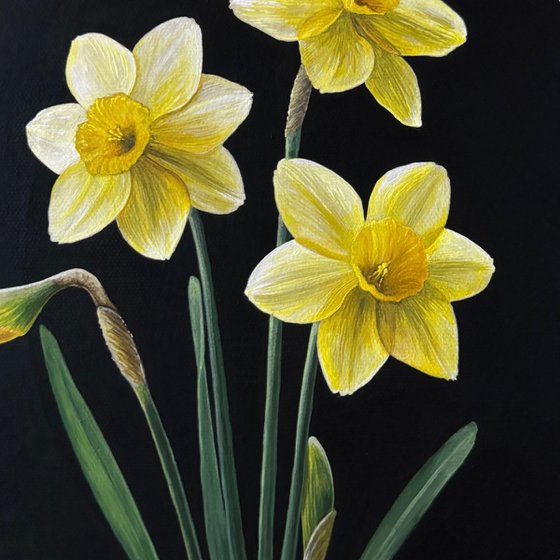 Narcissus (Daffodils)