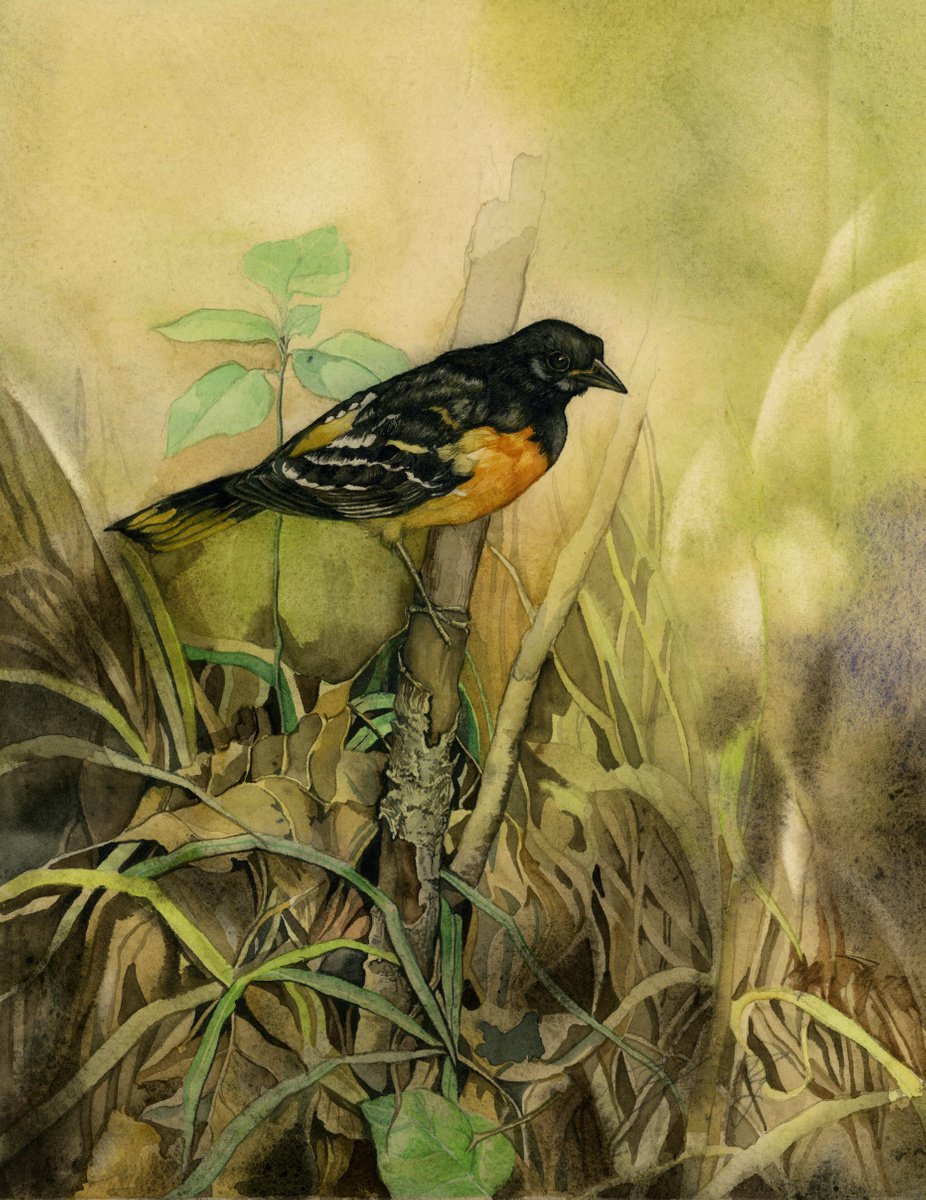 Baltimore oriole watercolor by Alfred Ng