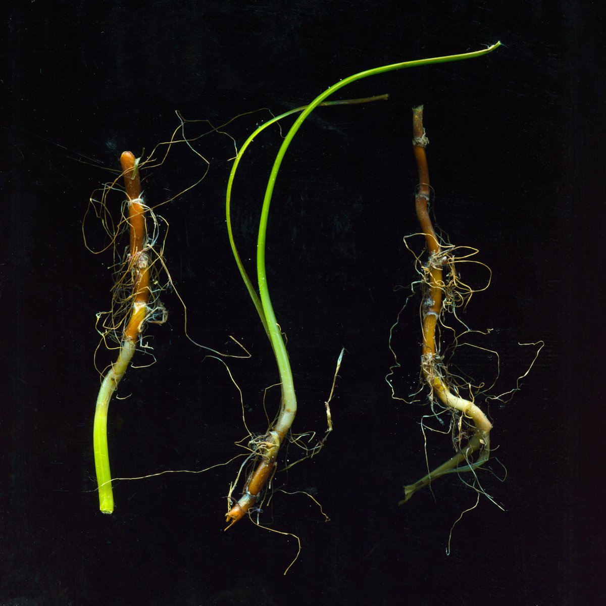 seaweed, stems and algae 1 by Jochim Lichtenberger