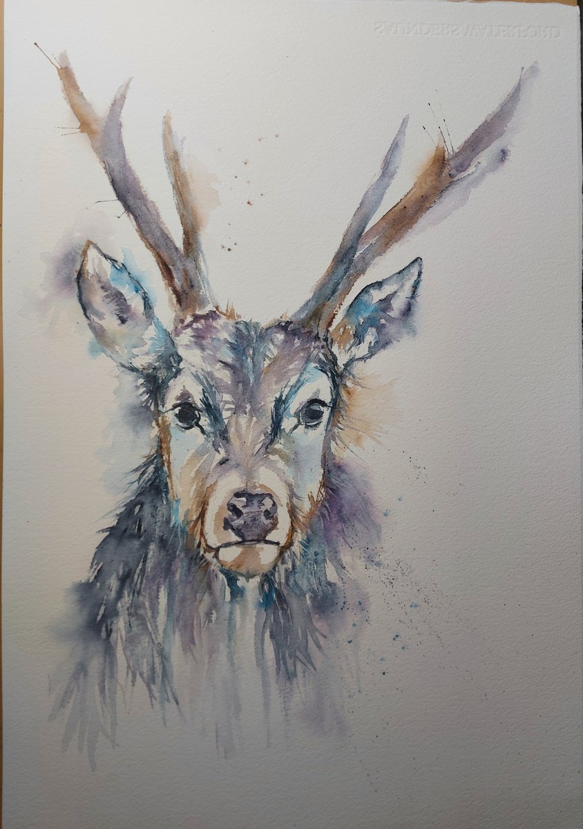 Watercolour stag by Sue Green