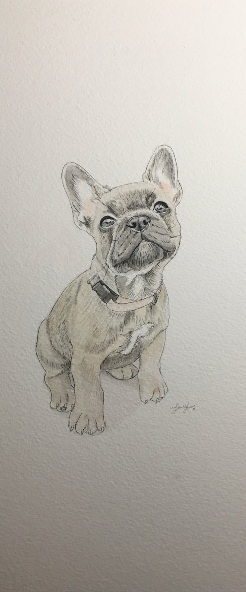 French Bulldog Painting by Amelia Taylor