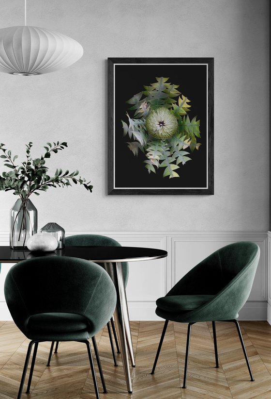 Bird's Nest Banksia