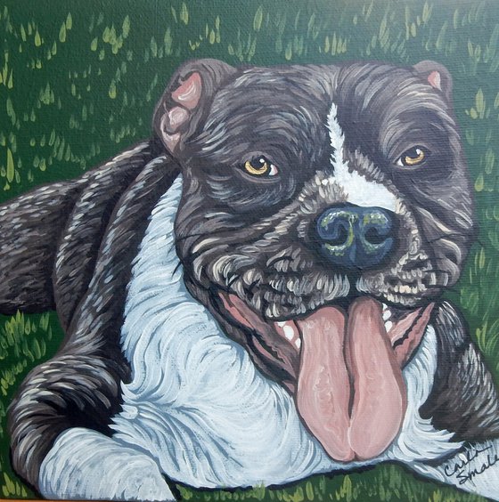 Pit Bull Pet Dog
