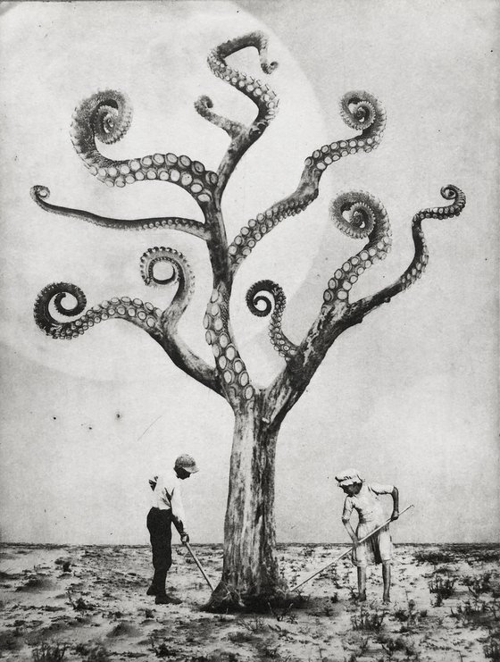 Exterior No.49: Octotree