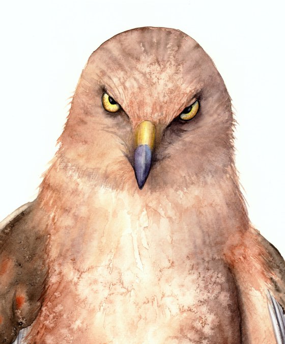 Eagle in gray brown shades