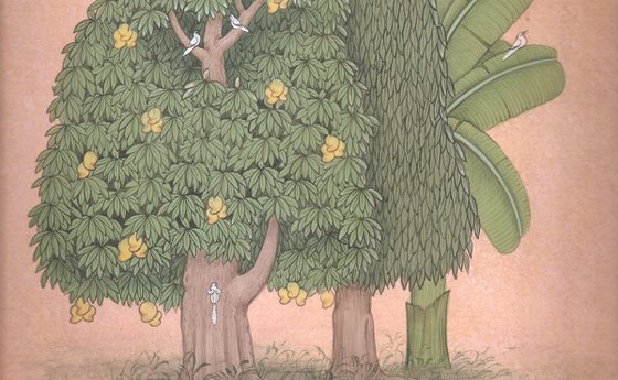 Royal Mango, Ashoka & Banyan Trees